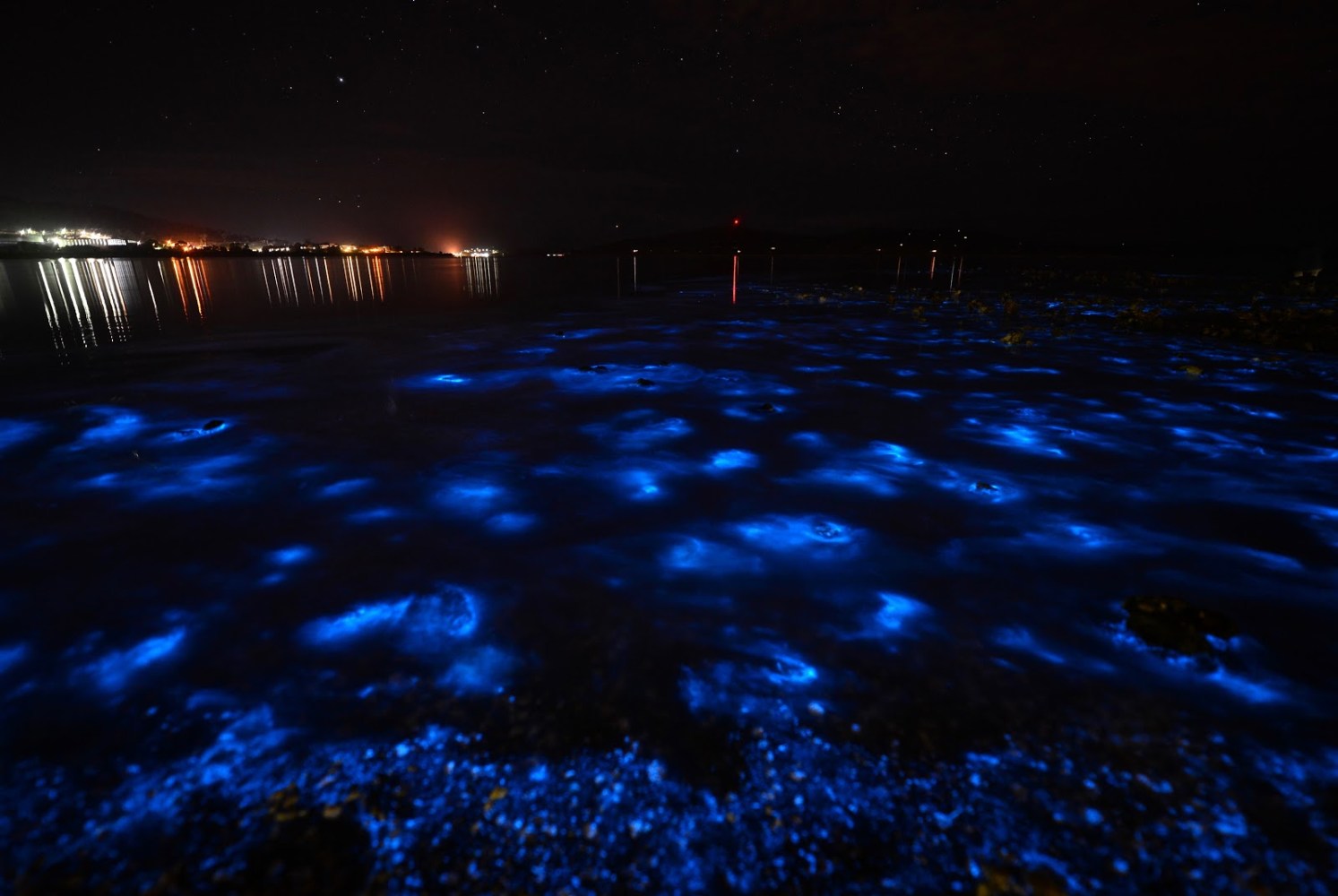 Algae in a bioluminescent glowing in the water at night