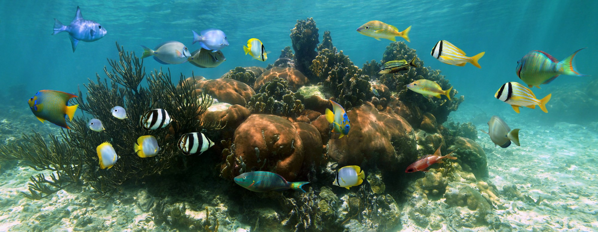 Coral reef underwater panorama with colorful tropical fish, Caribbean sea Coral reef underwater panorama with colorful tropical fish, Caribbean sea