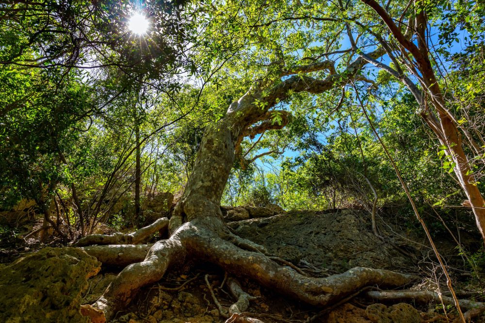 Old Guayacan tree scenic place at guanica dry forest attraction
