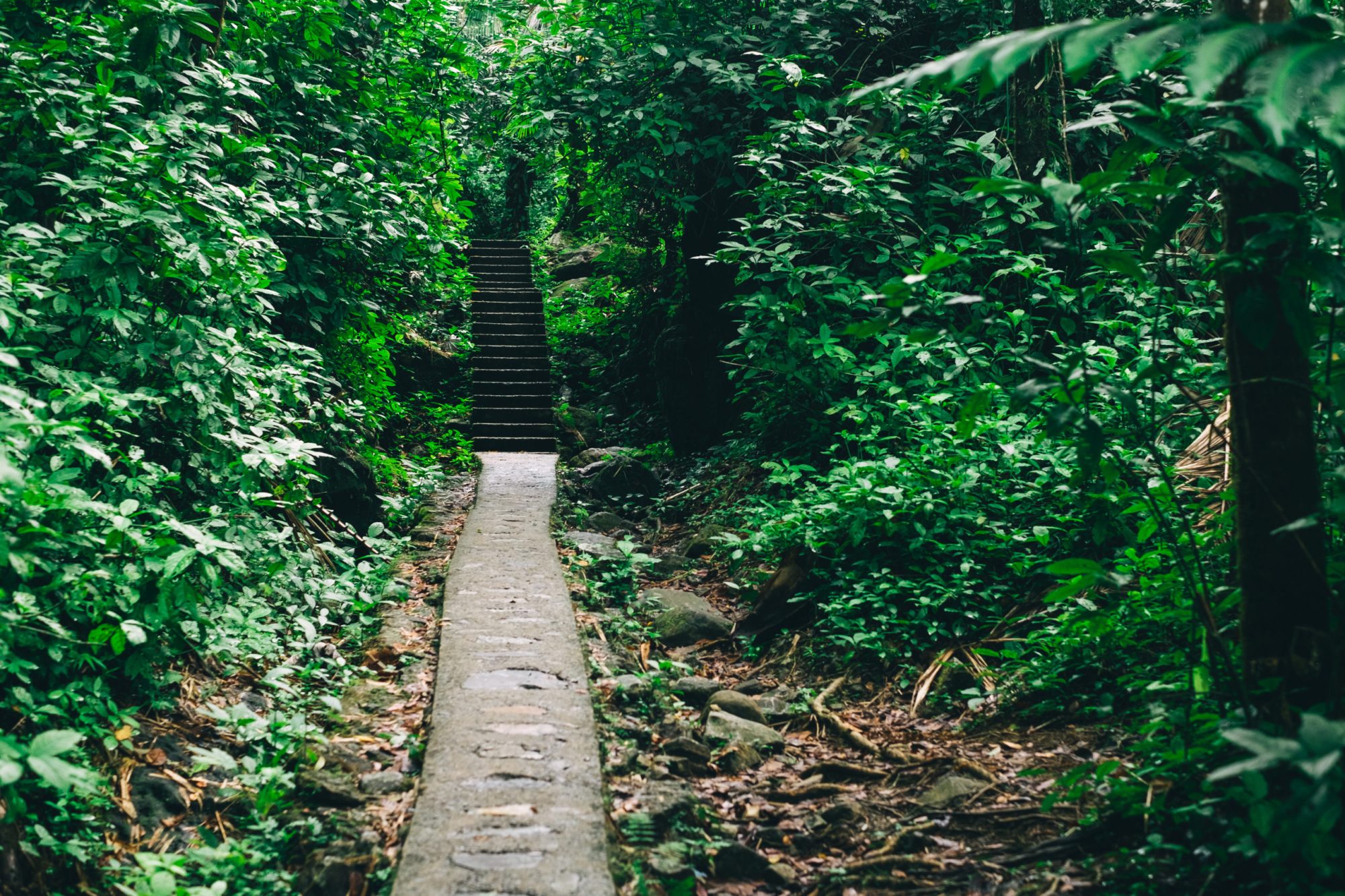 Cement and rock trail leads to jungle stairway in El Yunque National Forest, Puerto Rico Cement and rock trail leads to jungle stairway in El Yunque National Forest, Puerto Rico