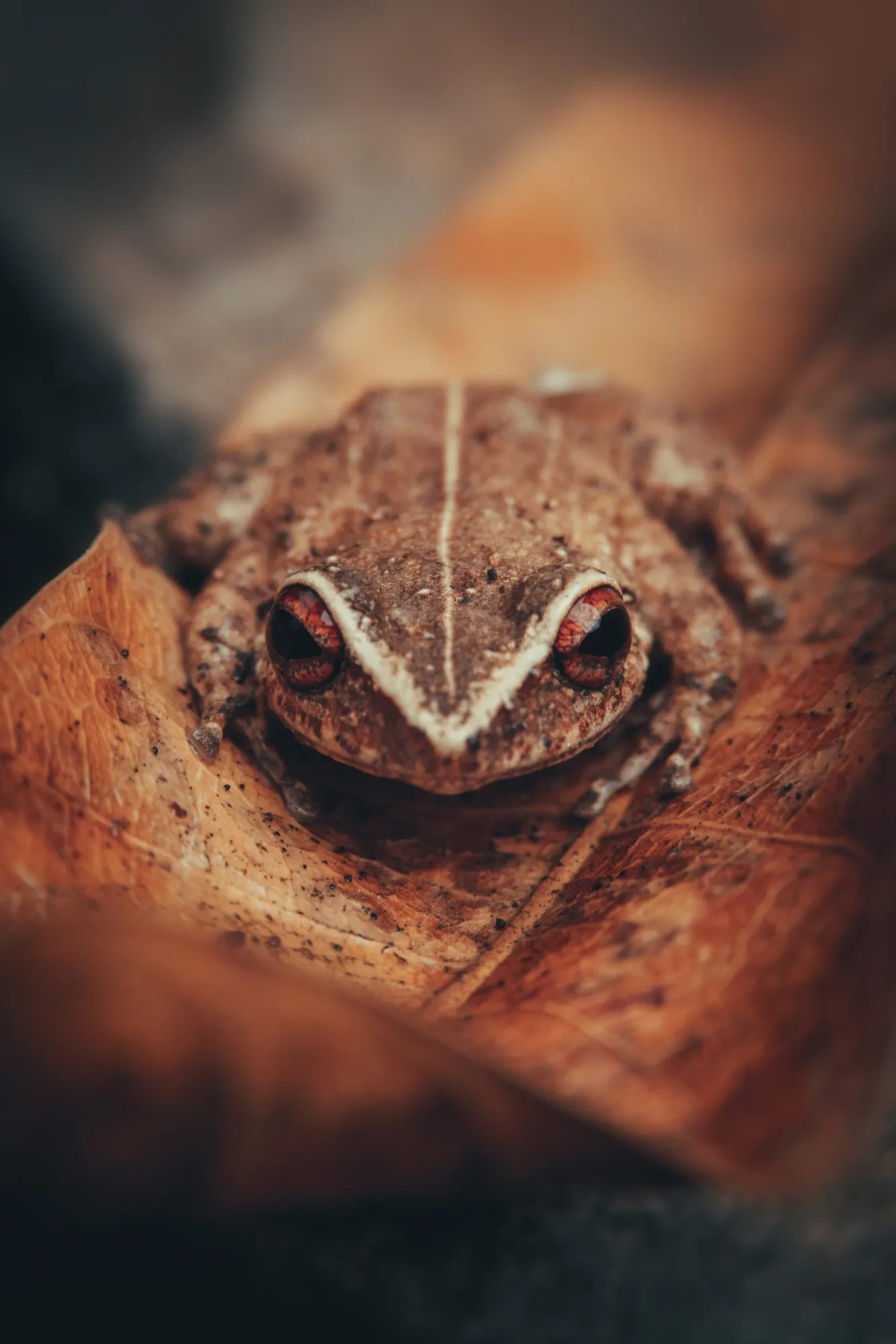 pr wildlife – coqui a close up of a frog
