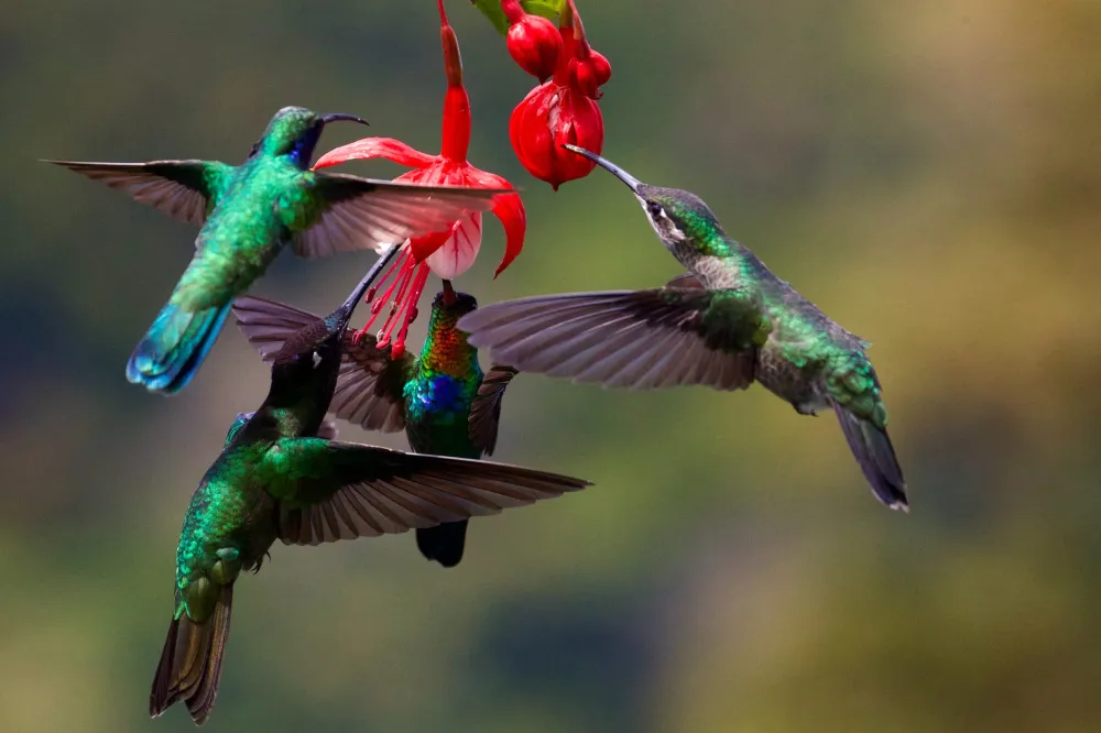a hummingbird flying in the sky