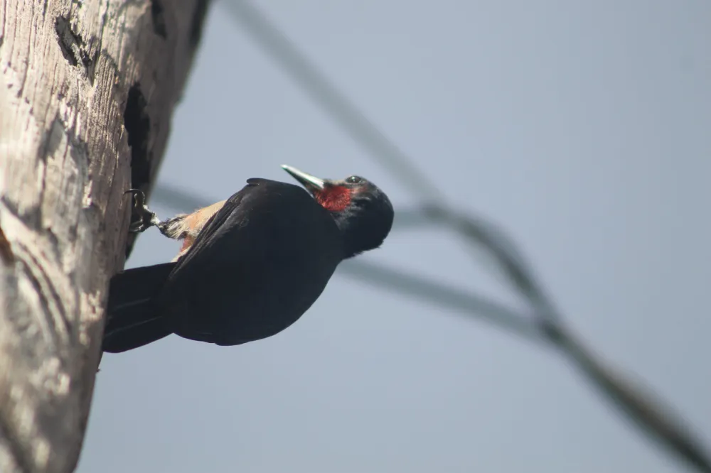 a bird perched on a tree branch