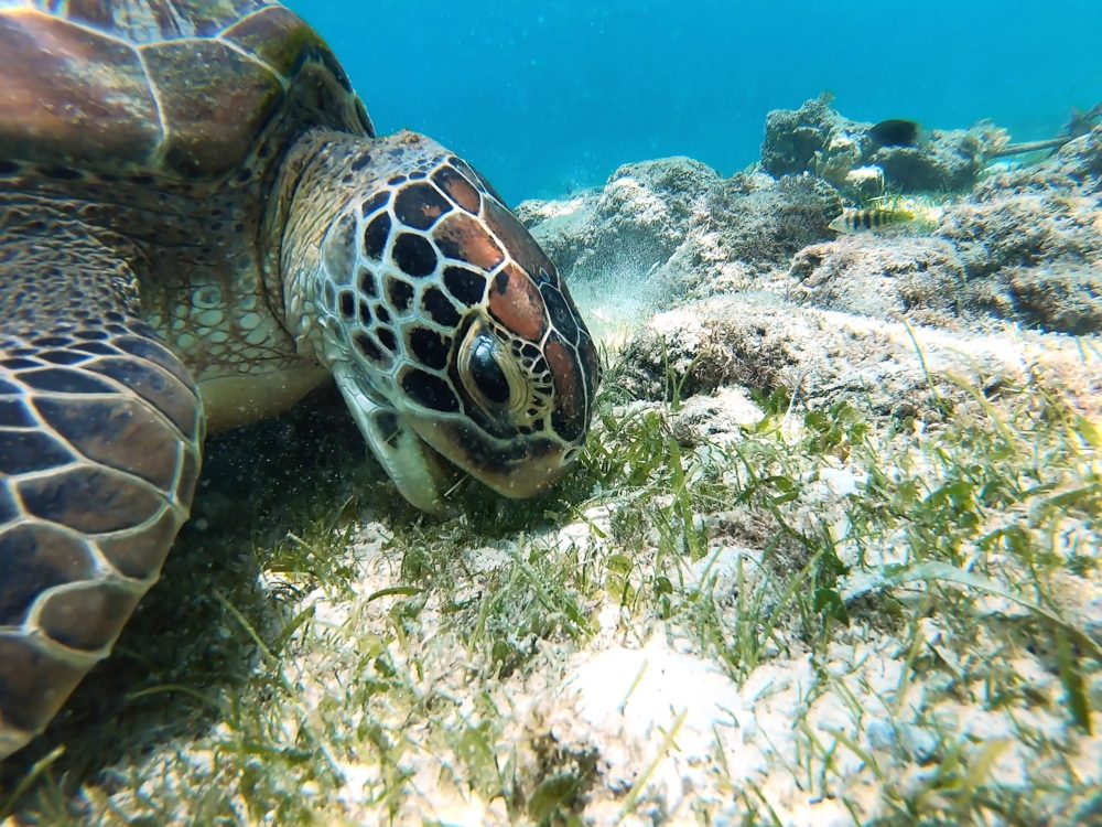 a turtle in the grass