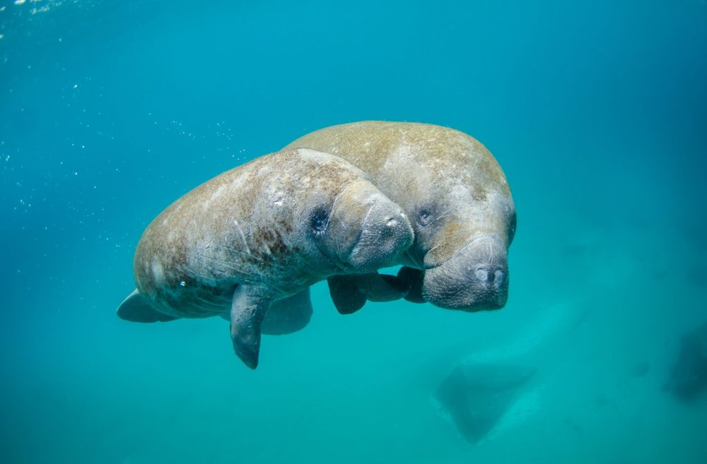 a polar bear swimming in a pool of water