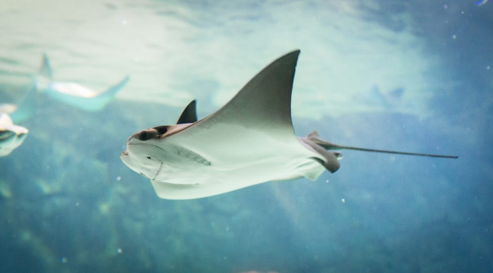 a fish swimming under water