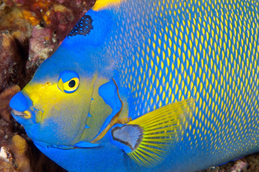 a close up of a fish