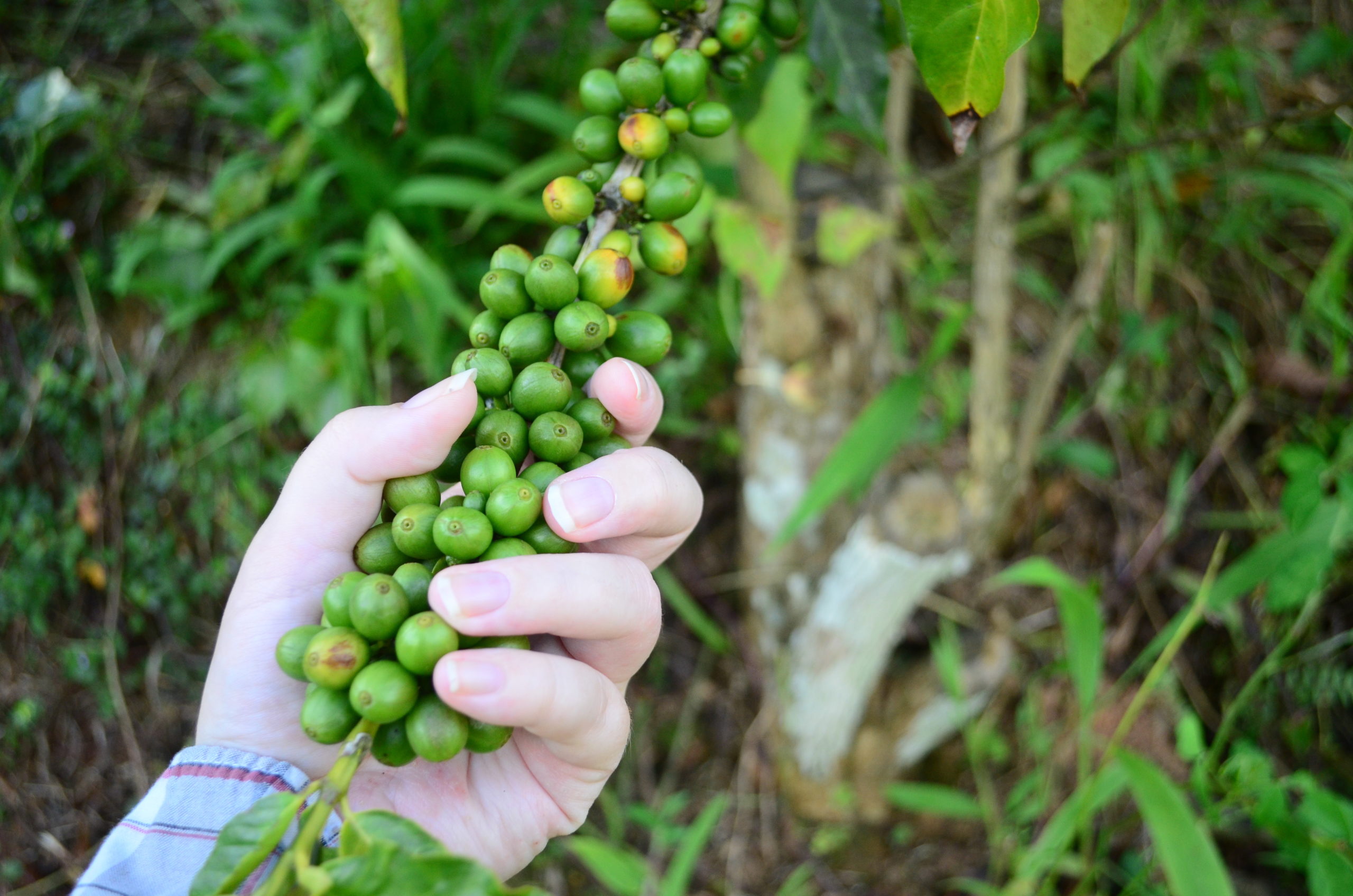 coffee farm tours puerto rico