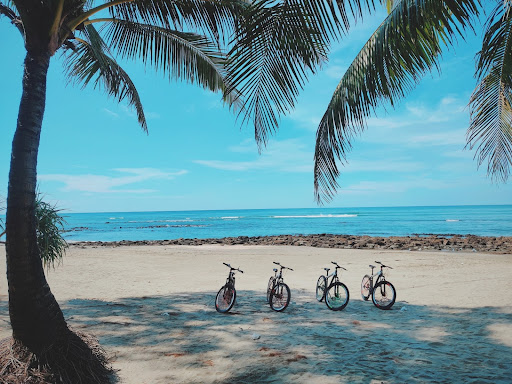 a beach with a palm tree