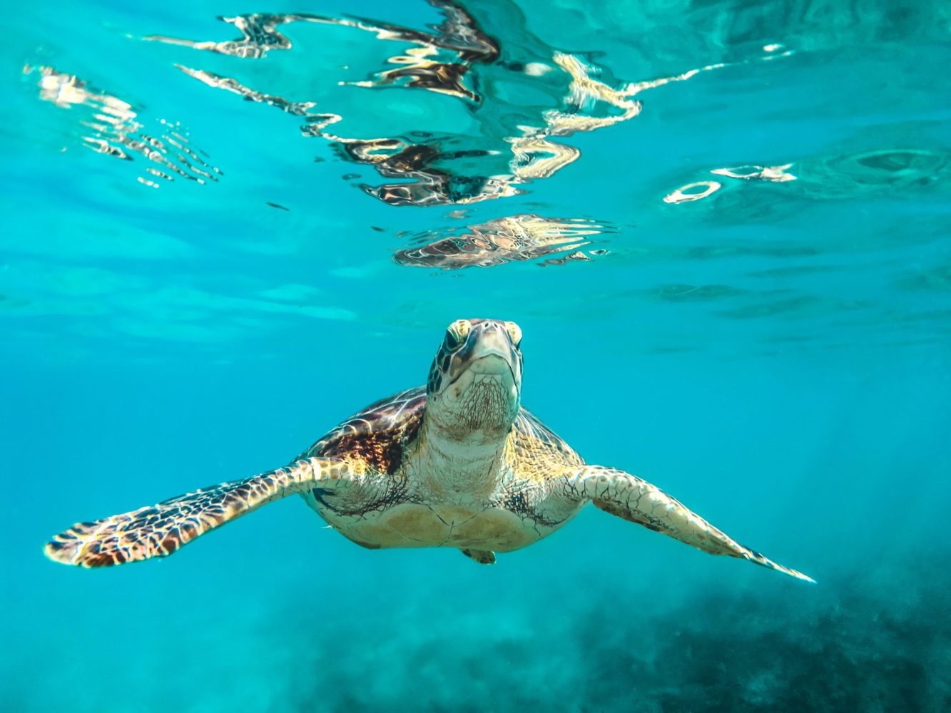 a turtle swimming under water