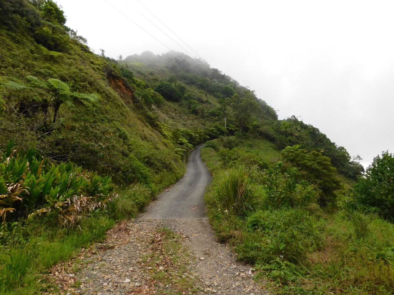 a path with trees on the side of a mountain