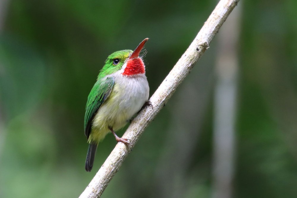 a small bird sitting on a branch