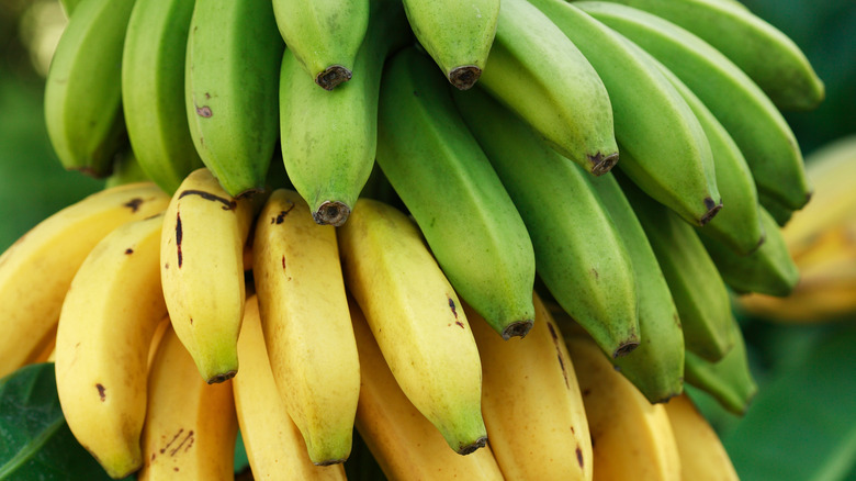 a bunch of green bananas