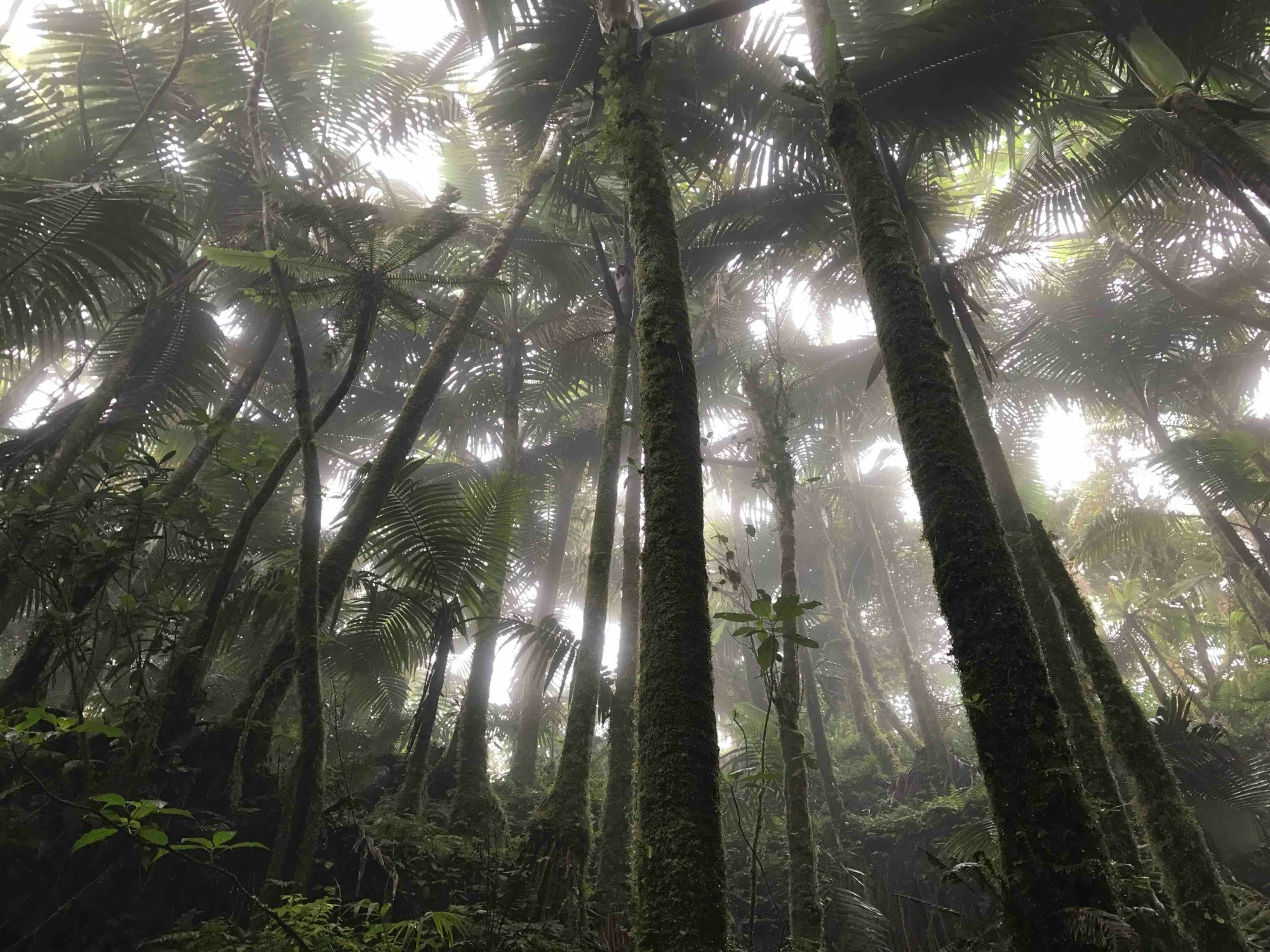 anahi-martinez-AG2-uhddJ-g-unsplash a tree in a forest