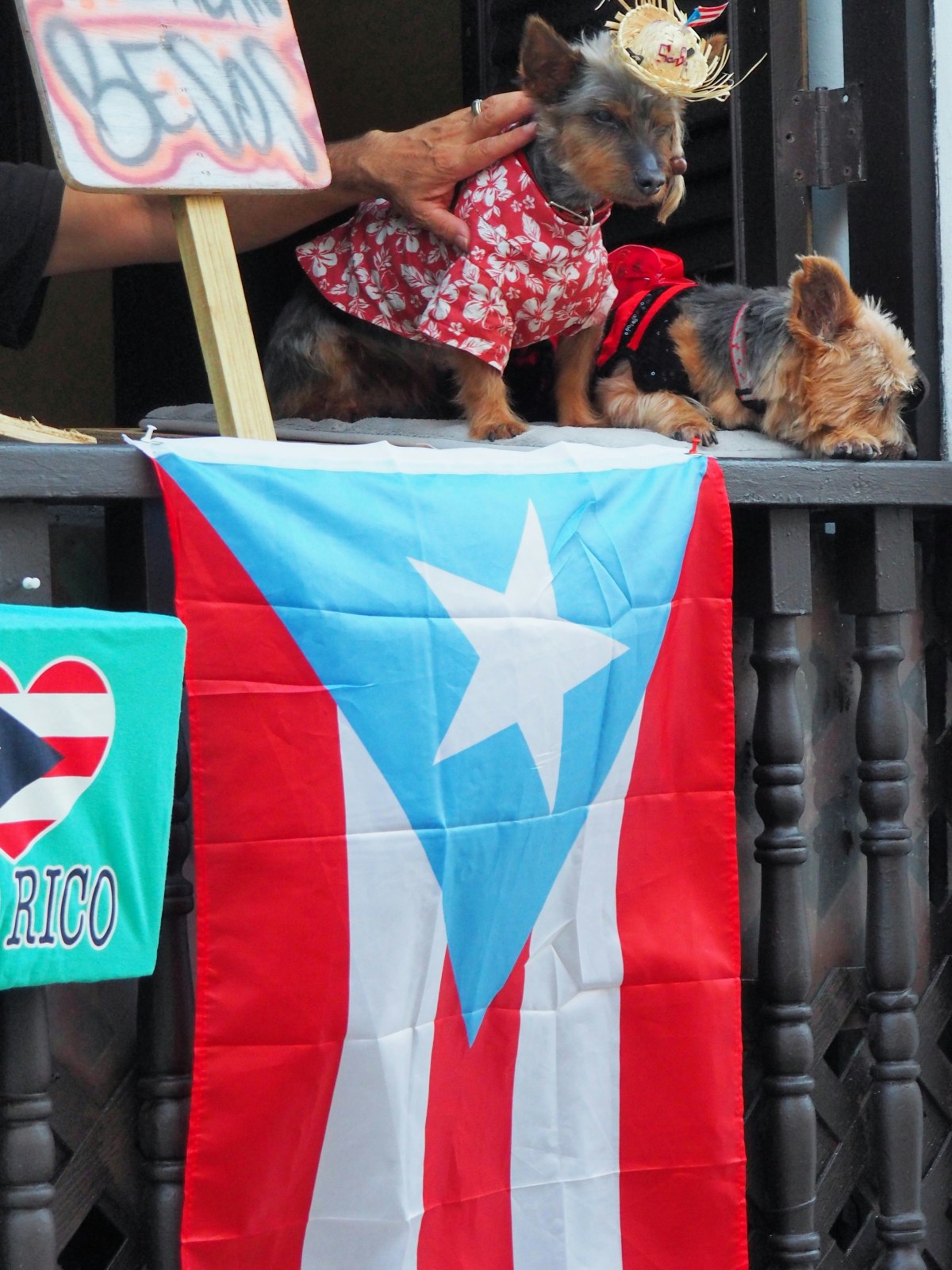 Two dogs in costumes on a balcony with a Puerto Rican flag hanging in front.